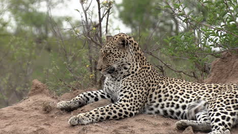 vista lateral cercana del leopardo acostado para descansar en el montículo en el suelo de tierra
