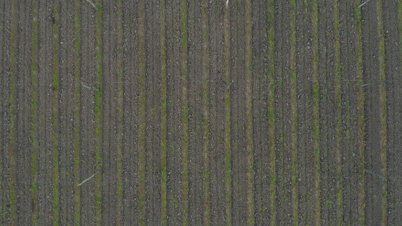 vista aérea de arriba hacia abajo de un campo de lúpulo labrado en una granja eslovena en una mañana de otoño temprano