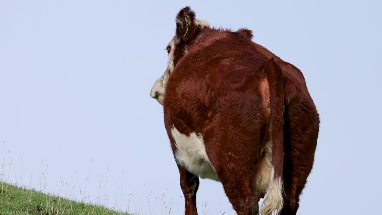 A Hereford cow leisurely walks on a grassy hillside under clear skies in Kinloch, New Zealand. Natural lighting enhances the serene scene