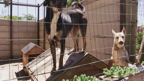 Abandoned-dog-locked-up-in-a-shelter