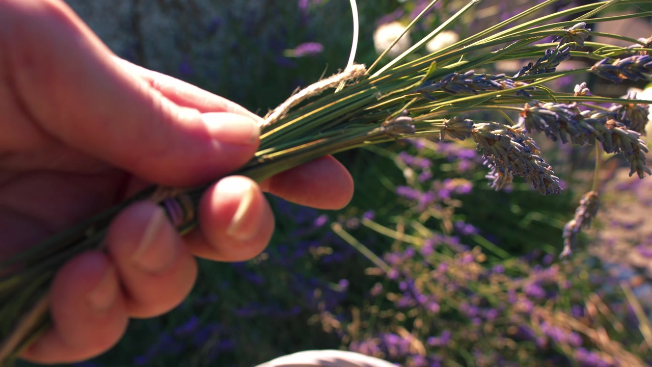 Hand holding bunch of lavender flowers close up 4k shot slow motion selective focus