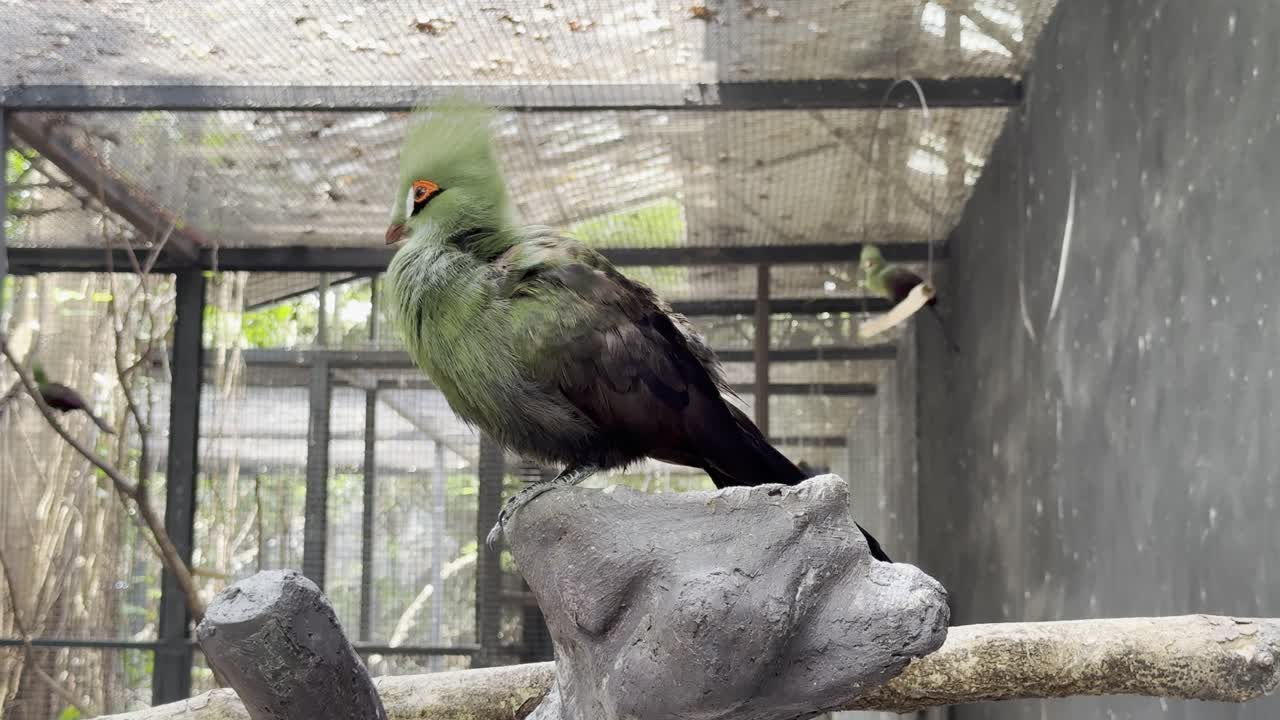 Guinea turaco Bird in bangkok Thailand