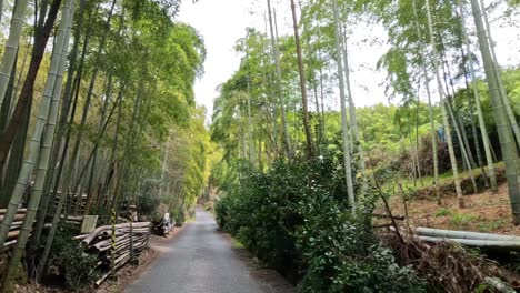 a serene walk down a winding bamboo-lined road