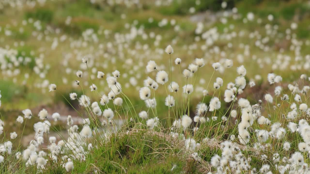 노르웨이 자연의 여름 날 동안 토끼 리 면화 풀 (eriophorum vaginatum) 의 아름다운  씨 머리.