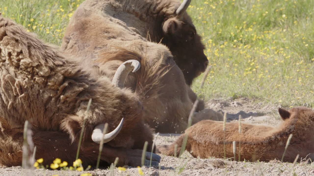 los bisontes europeos se revolcan juntos en un pozo de arena tomando un baño de polvo, cámara lenta
