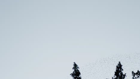 a large formation of a shoal of birds in the sky