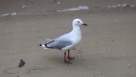 una gaviota camina por la arena con miradas ocasionales a su alrededor.