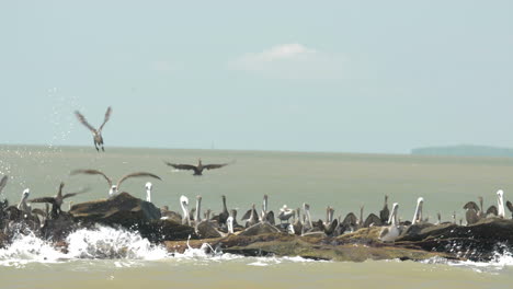 sea birds of south america