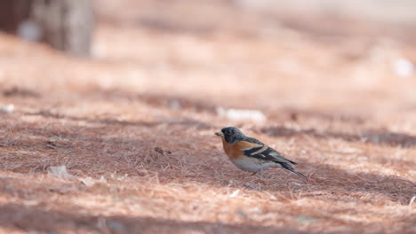 pájaro brambling caminando por el suelo cubierto de agujas de pino buscando comida