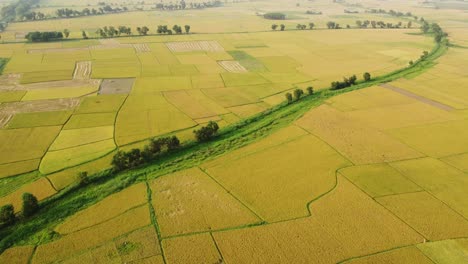 Die-Schönheit-Der-Natur-Erblühte-In-Der-Goldenen-Ernte-Von-Bengal-I