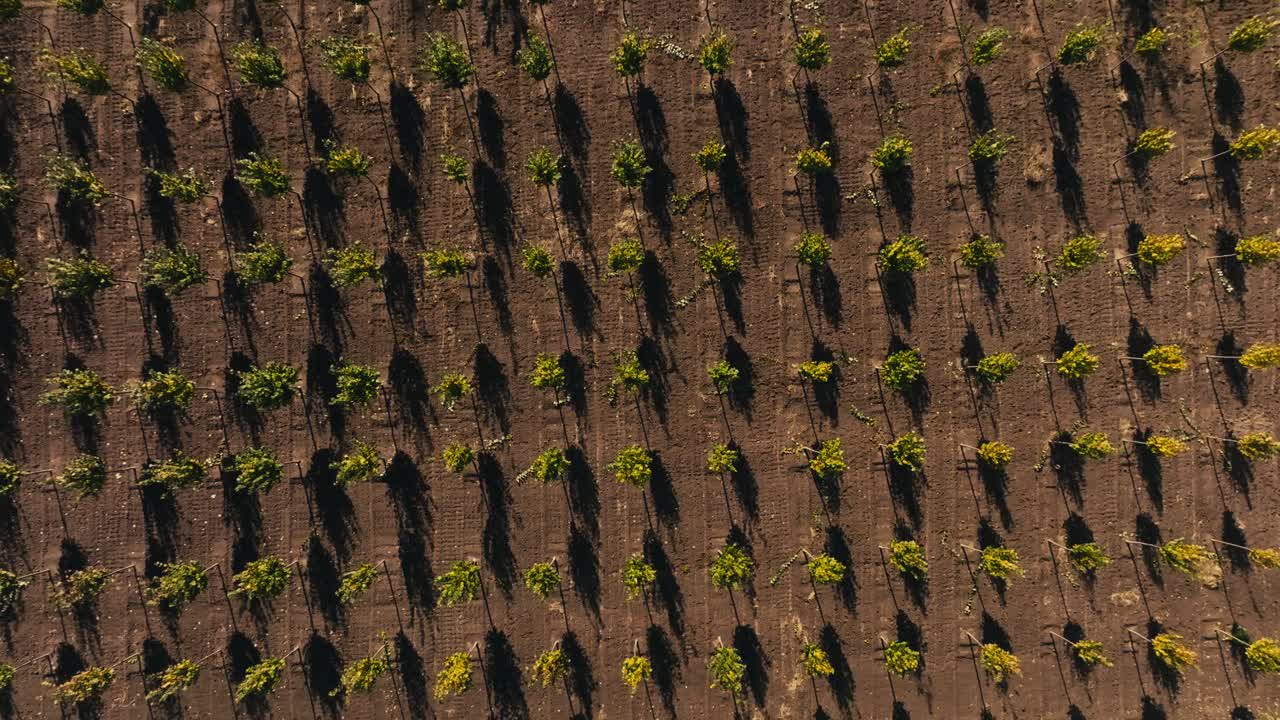 disparo aéreo de aviones no tripulados de árboles en una granja de árboles plantados simétricamente en un campo