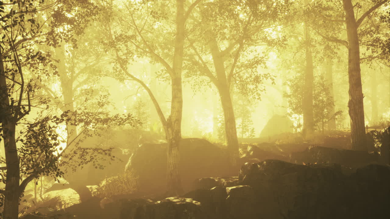 Beautiful forest landscape bathed in golden light during early morning hours