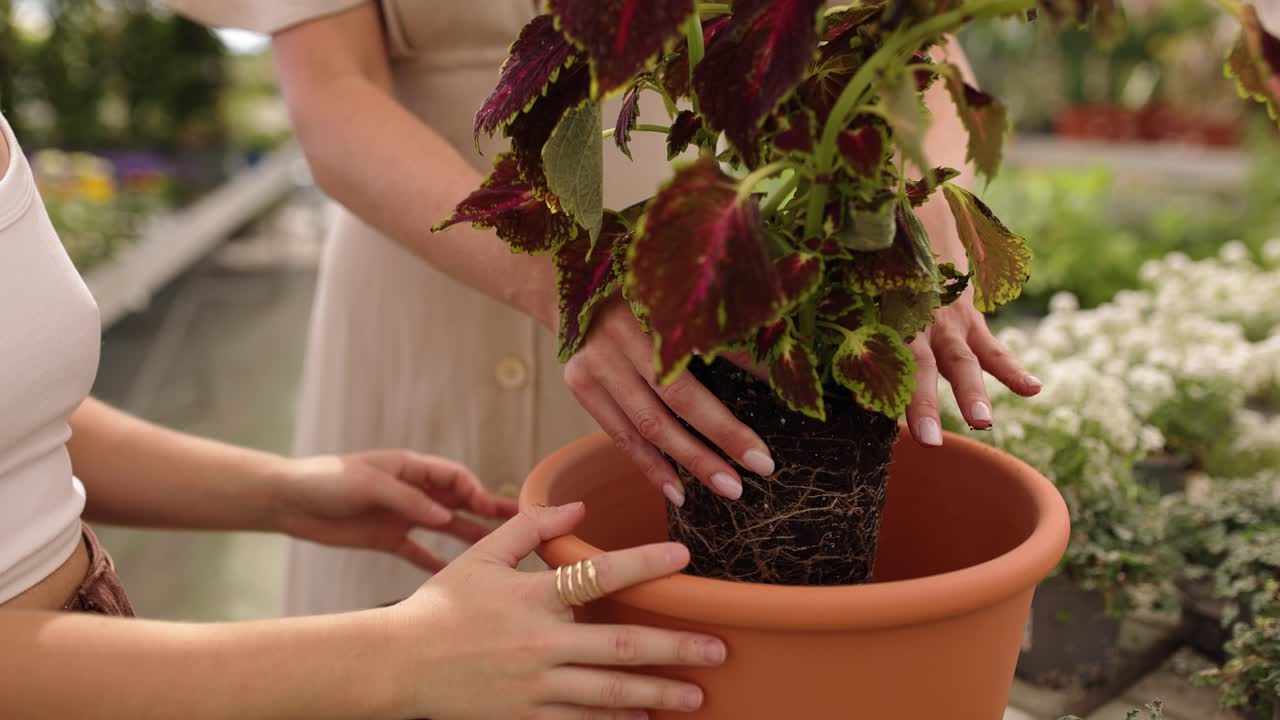 Crop women repotting coleus plant inside greenhouse