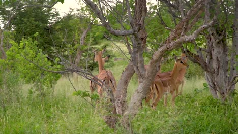 herd of antelopes running in a small forest area on the savanna