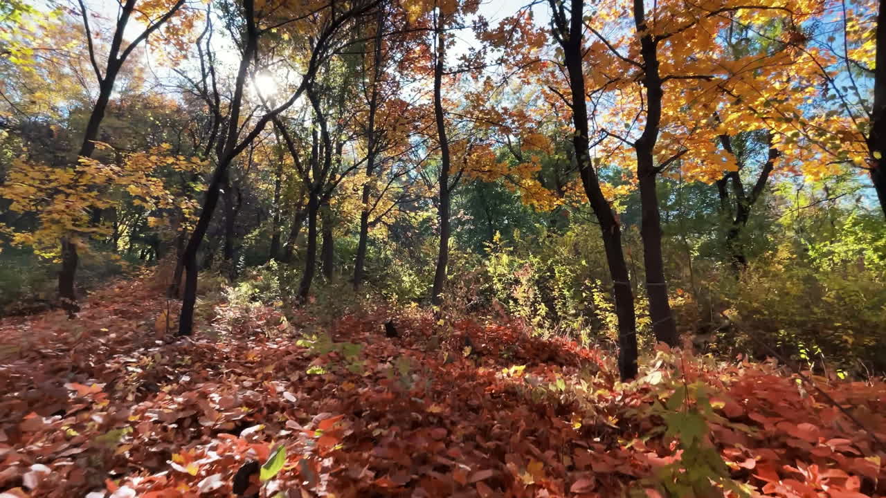 Pemandangan hutan musim gugur di Chisinau, Moldova. Taman dengan pepohonan kuning dan oranye yang rimbun, dedaunan di tanah. Gerakan lambat