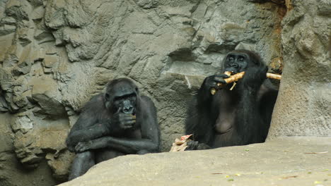 Two-Gorillas-Resting-On-Rocks