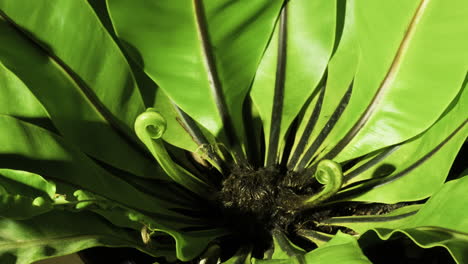 birds nest fern unfurling time lapse with rotational camera movement