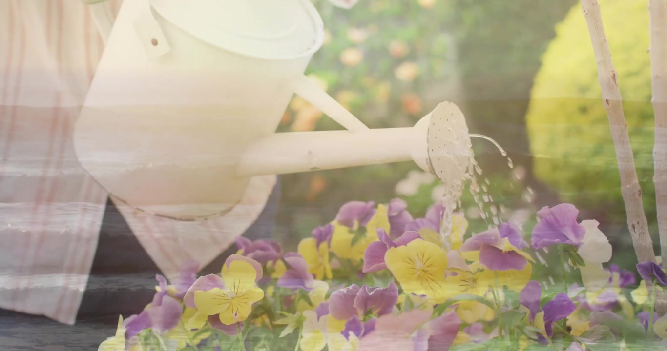 Gartenexperte betritt den Garten mit einer Gießkanne und gießt Wasser über Stiefmütterchen, um sie zu nähren
