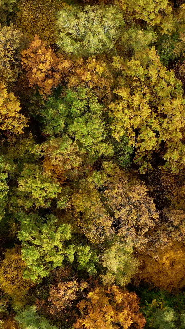 Deciduous top trees background. Colorful landscape of autumn forest. Beautiful nature in fall time. Top aerial view. Vertical video