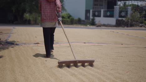 farmer drying rice in field