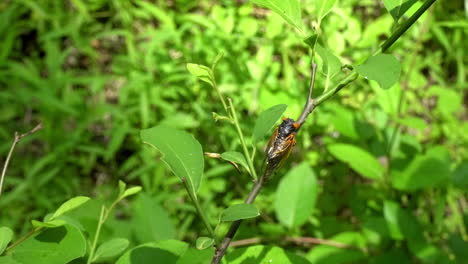 17-year periodical cicada from 2021 sitting on tree sapling