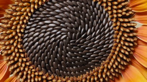 close-up of a sunflower head with seeds