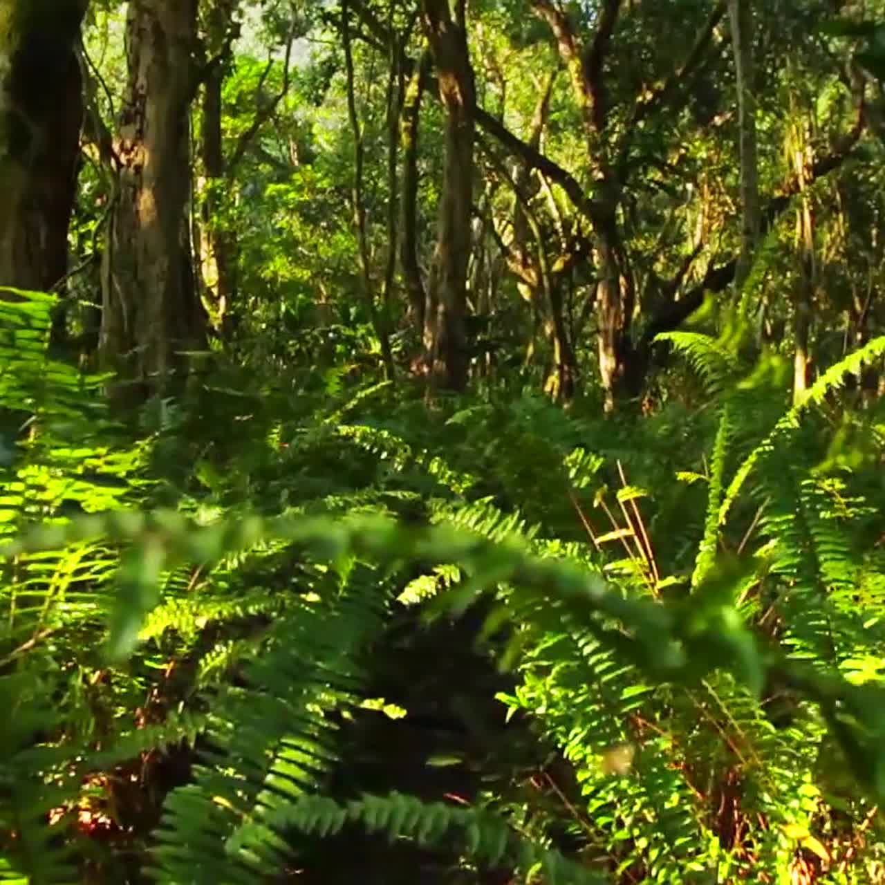 pov moviéndose a través de una jungla o selva tropical