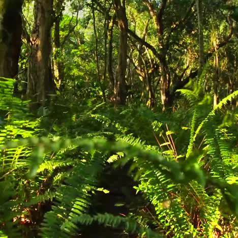 pov moviéndose a través de una jungla o selva tropical