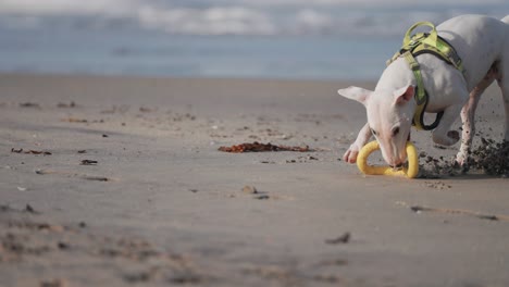 White-miniature-English-bullterrier-sprints-on-the-sandy-beach-chasing-and-catching-the-yellow-rubber-toy-while-playing-fetch