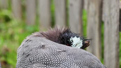 guineafowl preening feathers in a natural setting