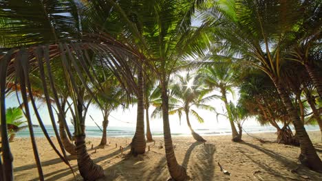 beautiful coconut palm trees on the beach phuket thailand palms trees frame at sunset or sunrise sky background palms grove on the beach with blue sky summer landscape background