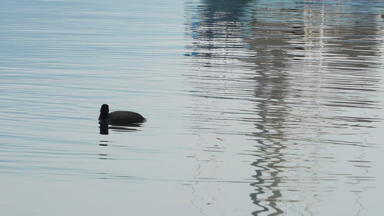 Isolated duck on the lake