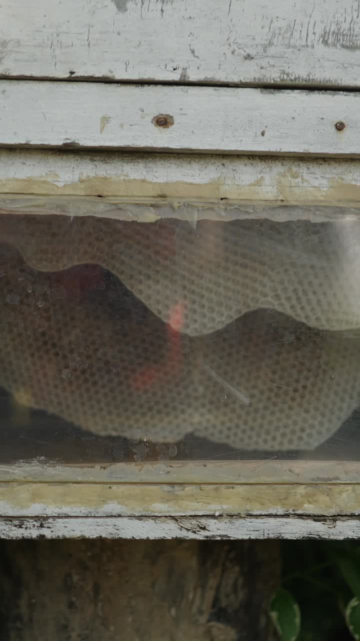 Close-up of a Beehive Through a Window