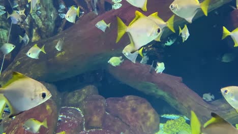 Underwater-Shot-Of-A-School-Of-Silver-Moonyfish-Tropical-Striped-Fish-Swimming