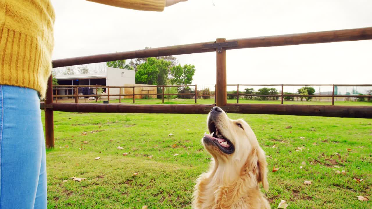hermosa mujer jugando con su perro 4k