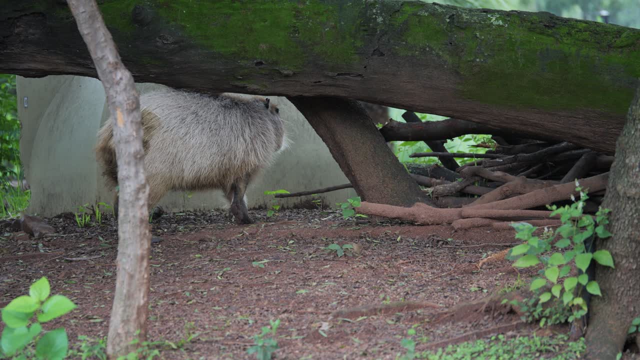 Capybara sniffs and walks below a fallen tree in captive habitat