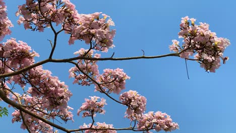 sakura blooming in spring season against blue sky