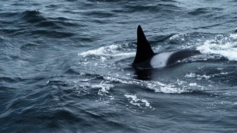 a majestic orca whale glides through the ocean's waves, capturing the essence of marine life