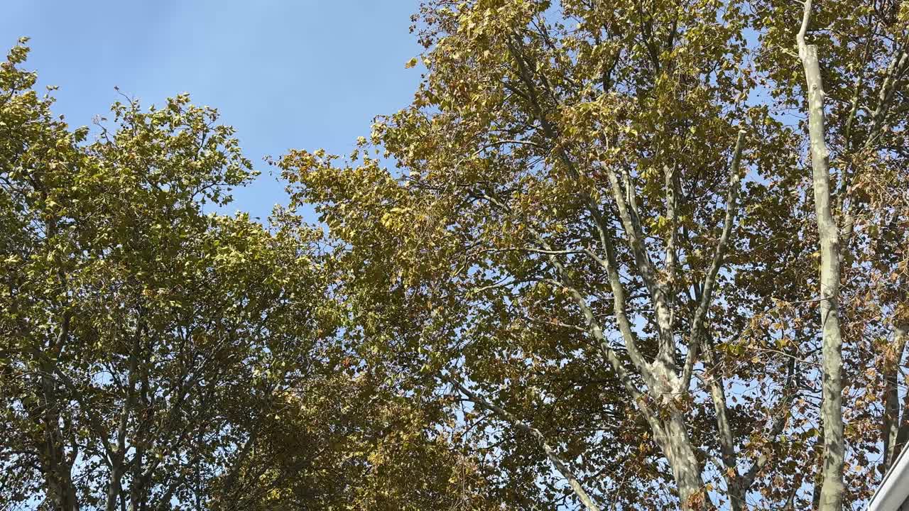 Autumn trees with falling leaves in the suburbs of Cape Town.