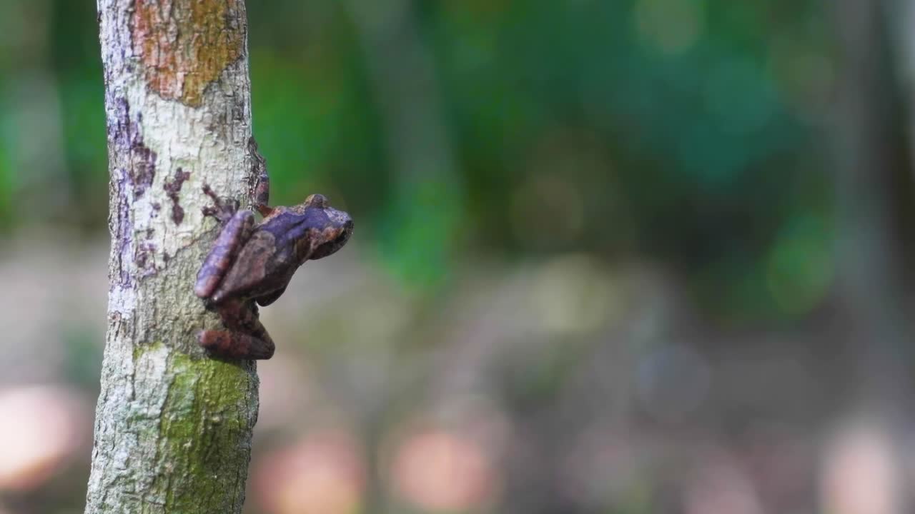 маленькая лягушка на дереве поднимается.