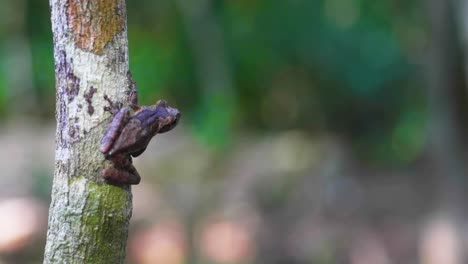 la pequeña rana del árbol sube mucho.