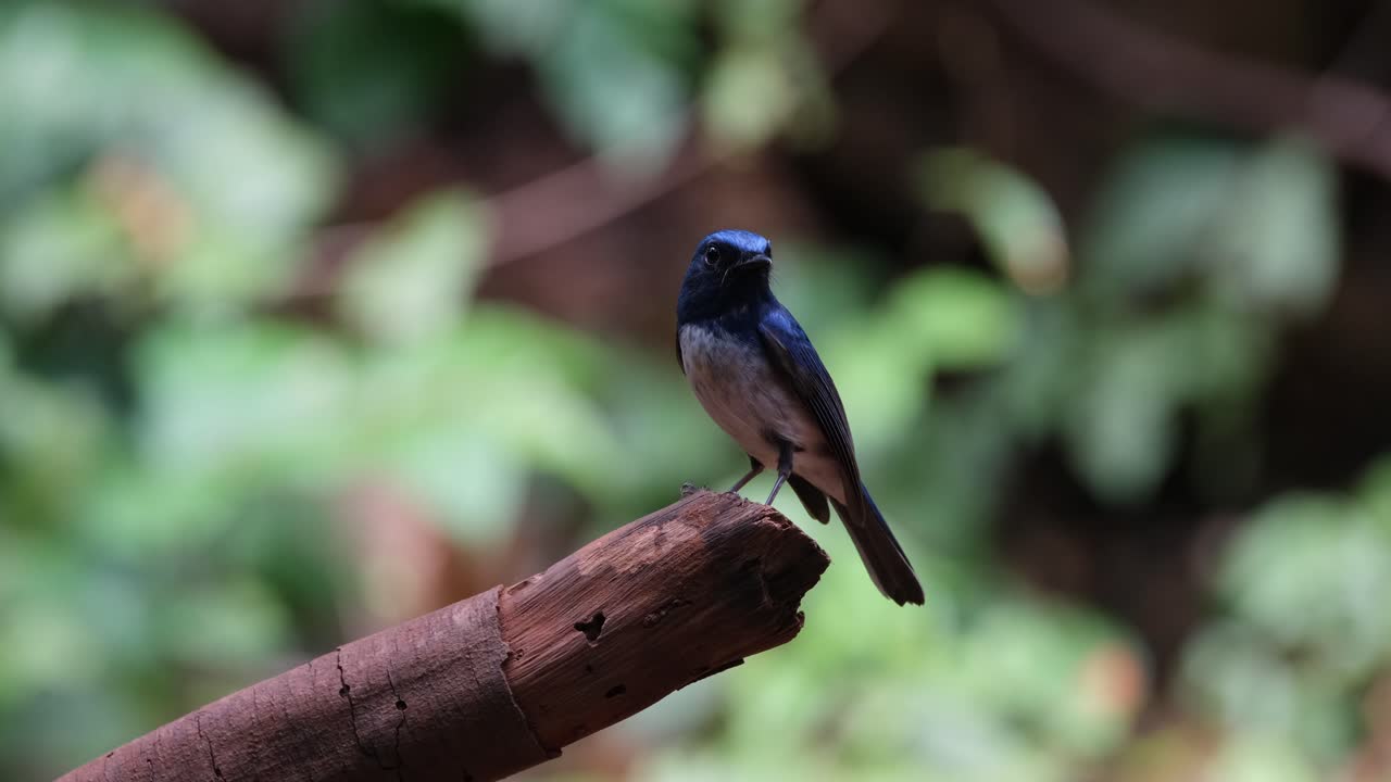 Facing to the left then down and quickly looks towards the camera, Hainan Blue Flycatcher Cyornis hainanus Thailand