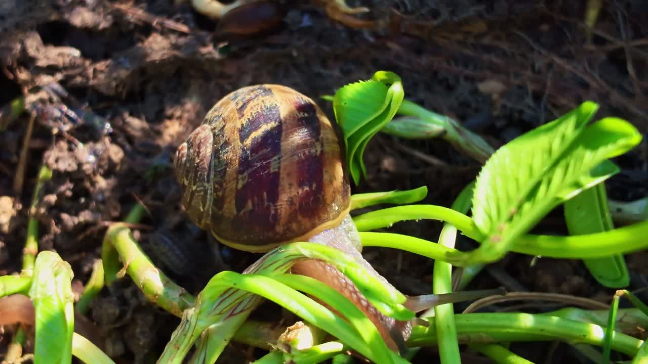Close-up view of garden snail slow moving over green vegetation and soil.