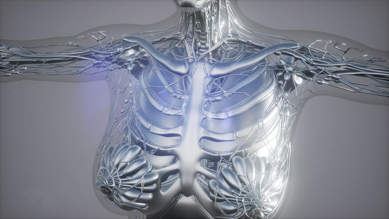 인간 골격  ⁇ 의 방사선 스캔