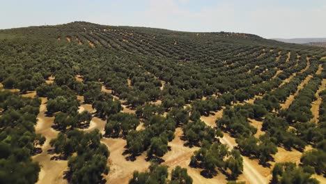 Adelante-Vista-Aérea-Sobre-Un-Gran-Campo-De-Olivos,-Andalucía,-España