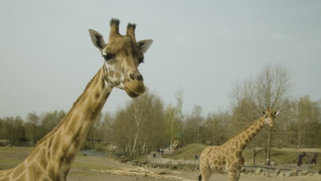 a pair of giraffe's standing in the middle of a enclosed field