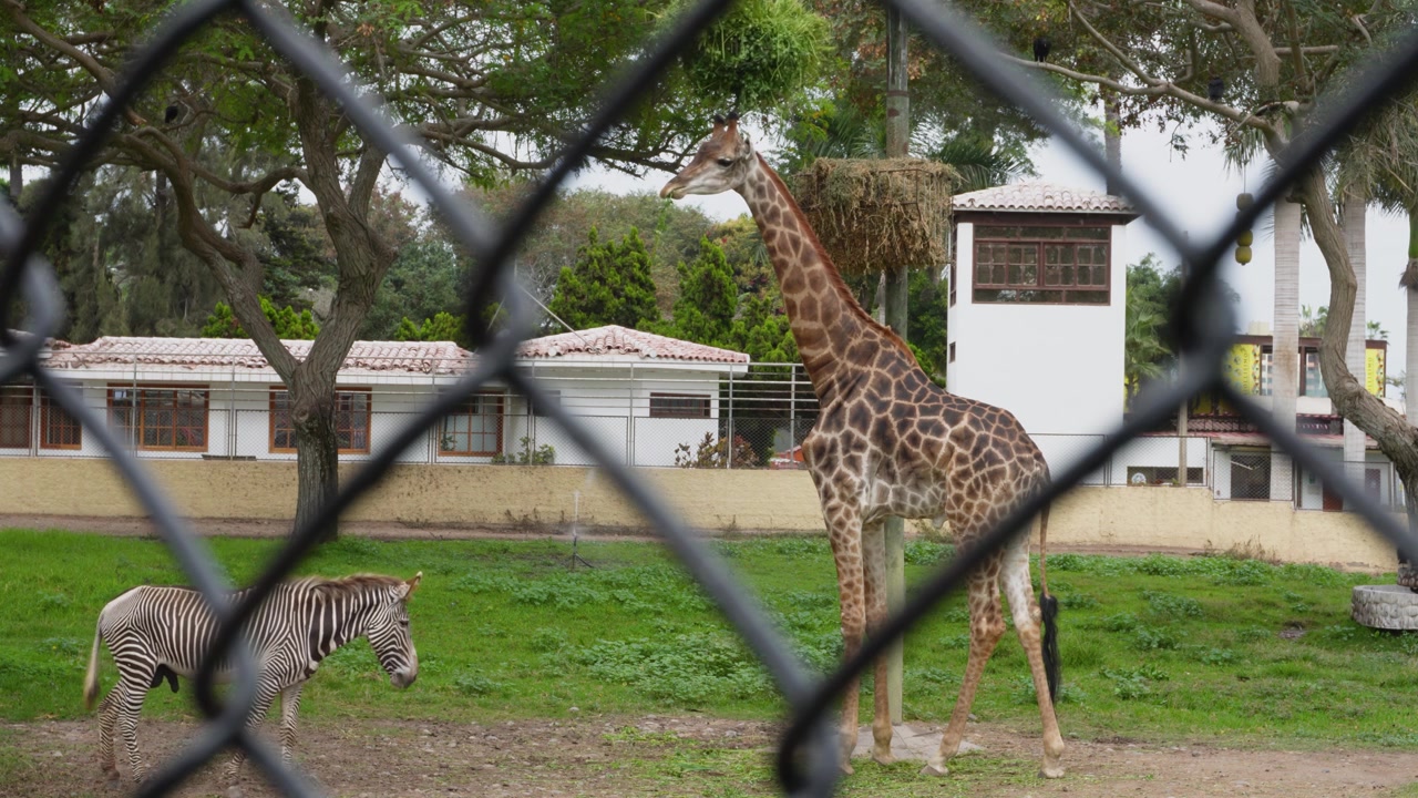 Una giraffa e una zebra entrambe all'interno di un recinto dietro una recinzione. Gli animali sono amichevoli tra loro mentre la giraffa si nutre di foglie. Situato nel "Parque de las Leyendas" a Lima, Perù.