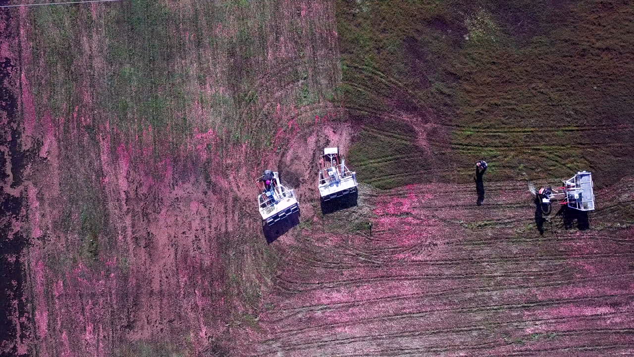toma aérea giratoria de arriba hacia abajo para revelar a los trabajadores de campo de arándanos que se mueven a través del pantano en máquinas cosechadoras