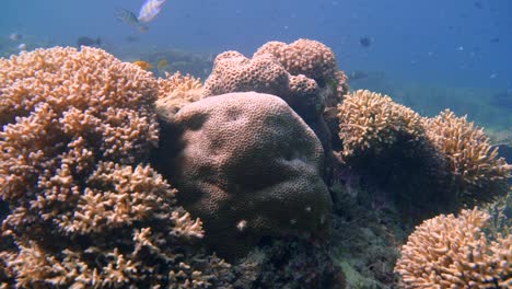 peaceful camera glide passed some coral reef in komodo