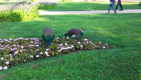 two peacocks forage in a flowerbed surrounded by greenery in a sunlit garden